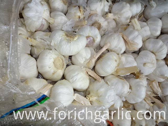 Best Quality Pure Garlic